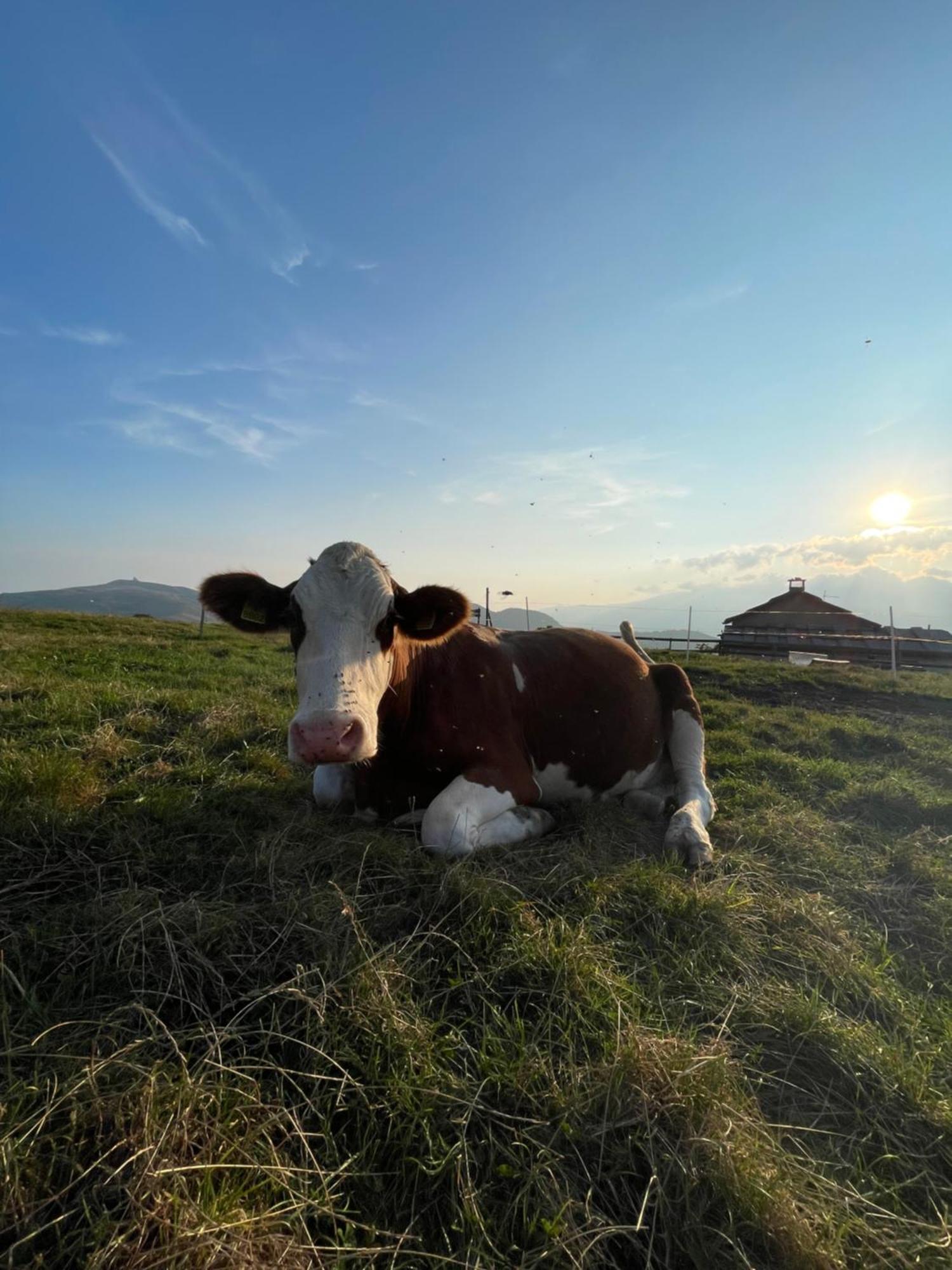 Giulio Mountain B&B Ala Dış mekan fotoğraf